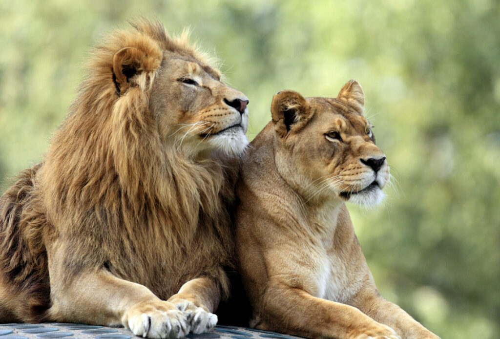 SAFARI PARK: l'esperienza tra gli animali sul Lago Maggiore 2