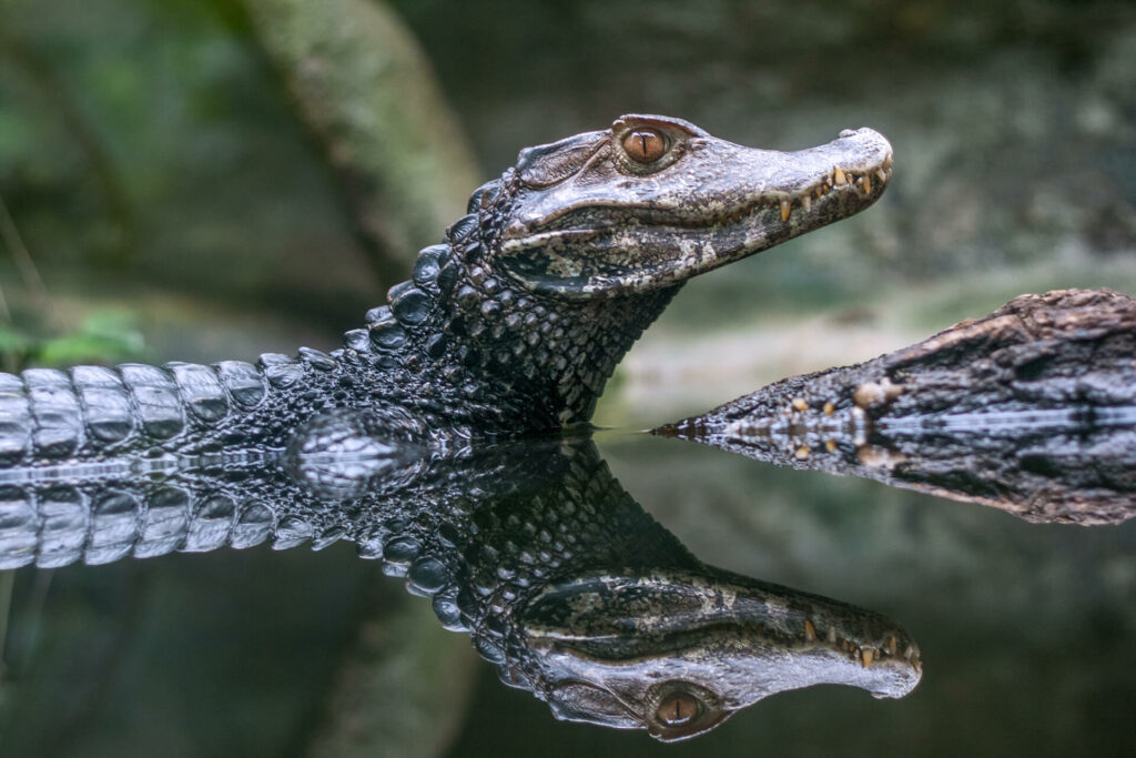 SAFARI PARK: l'esperienza tra gli animali sul Lago Maggiore 3