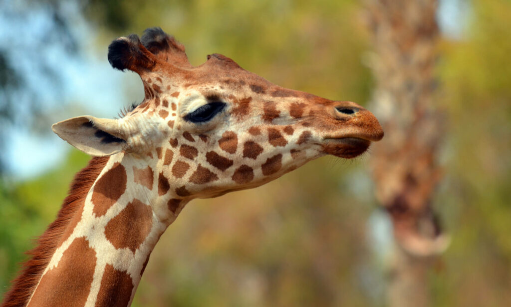 SAFARI PARK: l'esperienza tra gli animali sul Lago Maggiore 4