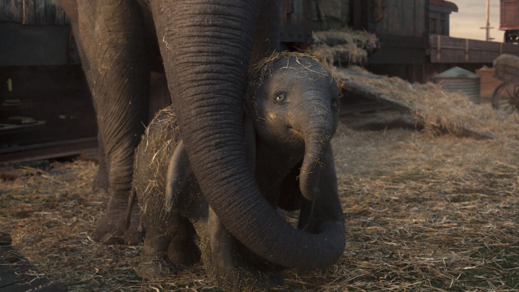 DUMBO LIVE ACTION: il cinema sotto le stelle di Valmadrera 1