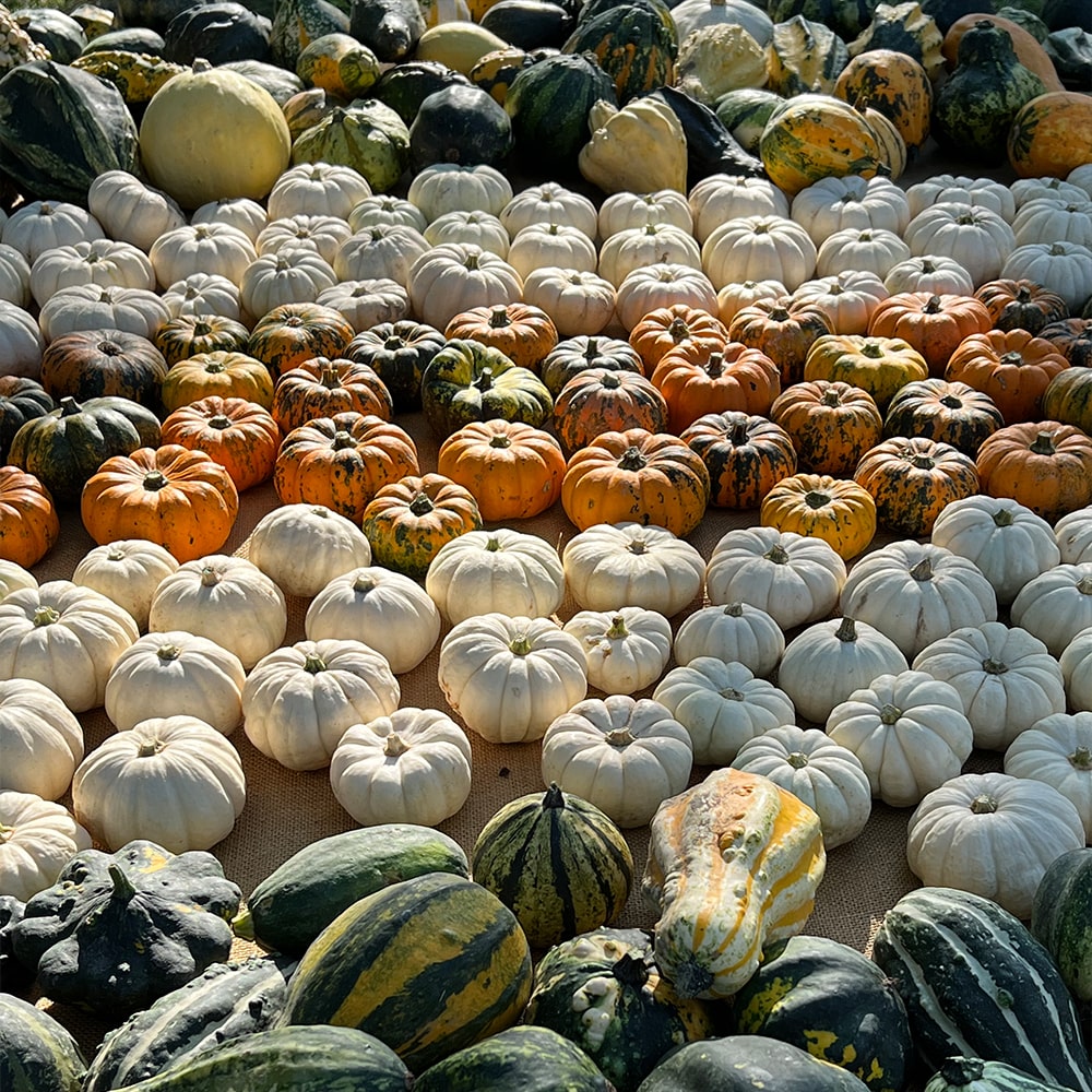 A Galbiate torna il Campo di Zucche 2